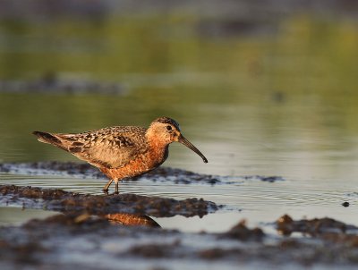 Spovsnppa [Curlew Sandpiper] (IMG_9518)