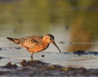 Spovsnppa [Curlew Sandpiper] (IMG_9524)