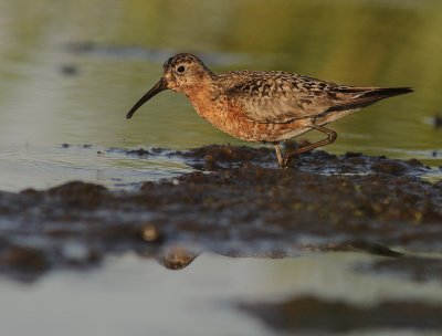 Spovsnppa [Curlew Sandpiper] (IMG_9620)