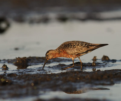 Spovsnppa [Curlew Sandpiper] (IMG_9626)