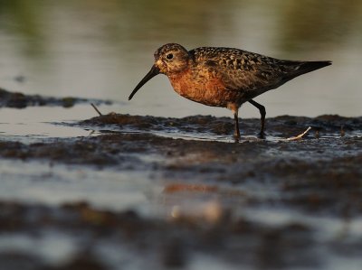 Spovsnppa [Curlew Sandpiper] (IMG_9638)