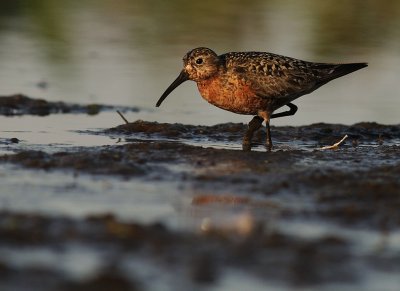 Spovsnppa [Curlew Sandpiper] (IMG_9639)