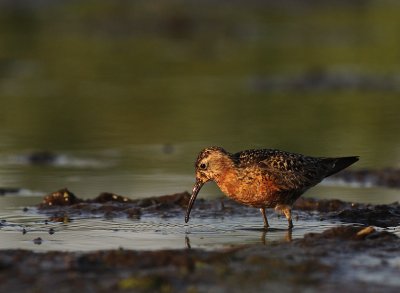 Spovsnppa [Curlew Sandpiper] (IMG_9646)