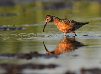 Spovsnppa [Curlew Sandpiper] (IMG_9665)