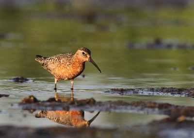Spovsnppa [Curlew Sandpiper] (IMG_9669)