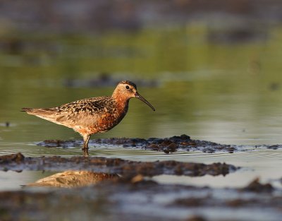 Spovsnppa [Curlew Sandpiper] (IMG_9675)