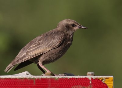 Stare [Common Starling] (IMG_2378)