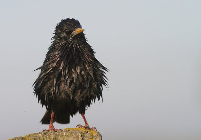 Stare [Common Starling] (IMG_3585)
