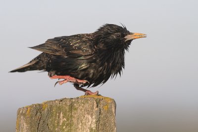 Stare [Common Starling] (IMG_3587)