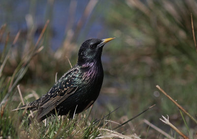 Stare [Common Starling] (IMG_3646)