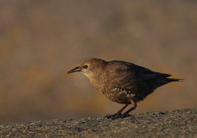 Stare [Common Starling] (IMG_4444)