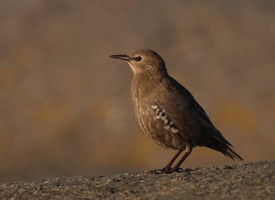 Stare [Common Starling] (IMG_4450)