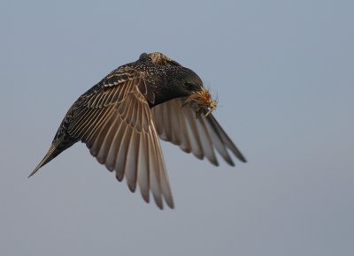 Stare [Common Starling] (IMG_6134)
