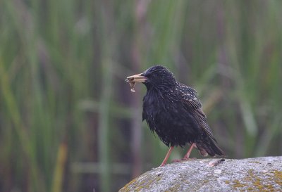 Stare [Common Starling] (IMG_6490)