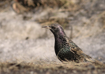Stare [Common Starling] (IMG_9772)