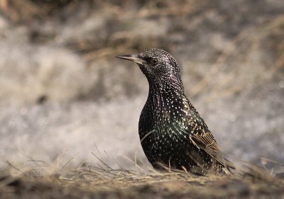 Stare [Common Starling] (IMG_9774)