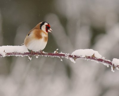 Steglits [European Goldfinch] (IMG_6326)