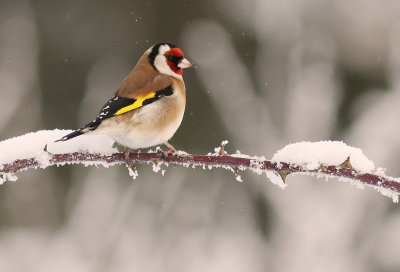Steglits [European Goldfinch] (IMG_6334)