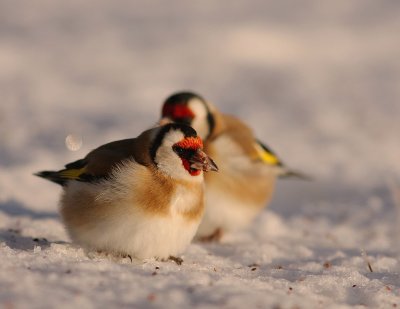 Steglits [European Goldfinch] (IMG_7125)