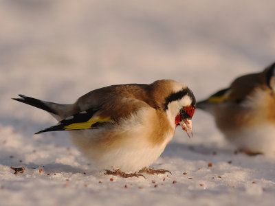 Steglits [European Goldfinch] (IMG_7150)