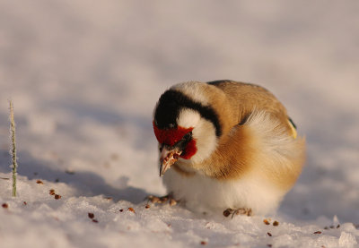 Steglits [European Goldfinch] (IMG_7187)