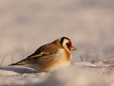 Steglits [European Goldfinch] (IMG_7224)