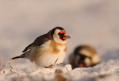 Steglits [European Goldfinch] (IMG_7249)