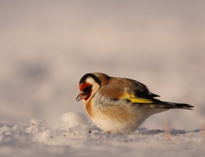 Steglits [European Goldfinch] (IMG_7442)
