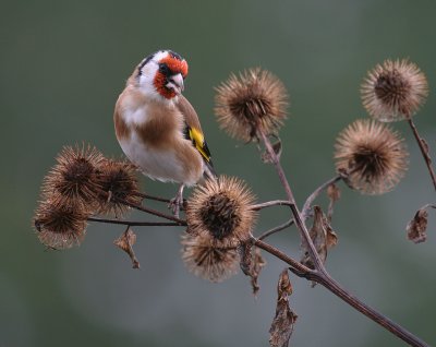 Steglits [European Goldfinch] (IMG_2934)
