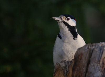 Strre hackspett [G S Woodpecker] (IMG_5774)
