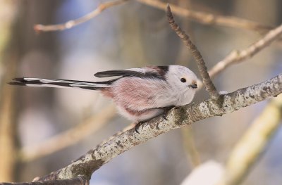 Stjrtmes [Long-tailed Tit] (IMG_9347)