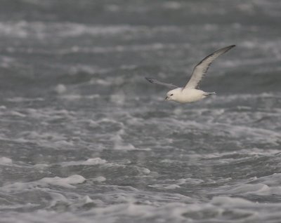 Stormfgel [Northern Fulmar] (IMG_1125)