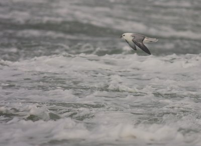 Stormfgel [Northern Fulmar] (IMG_1137)