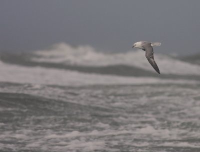 Stormfgel [Northern Fulmar] (IMG_1143)