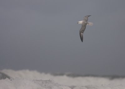 Stormfgel [Northern Fulmar] (IMG_1147)