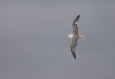 Stormfgel [Northern Fulmar] (IMG_1149)