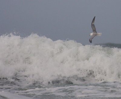 Stormfgel [Northern Fulmar] (IMG_1165)
