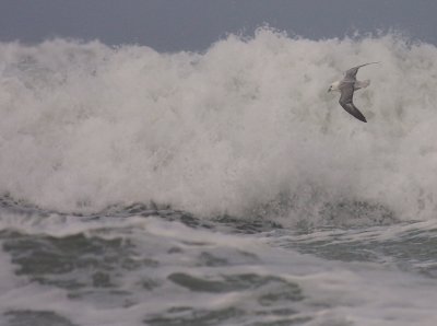 Stormfgel [Northern Fulmar] (IMG_1166)