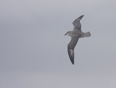 Stormfgel [Northern Fulmar] (IMG_1691)