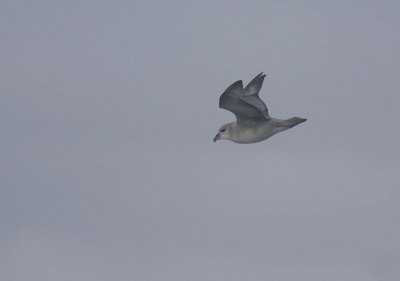 Stormfgel [Northern Fulmar] (IMG_1693)