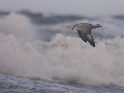 Stormfgel [Northern Fulmar] (IMG_1695)