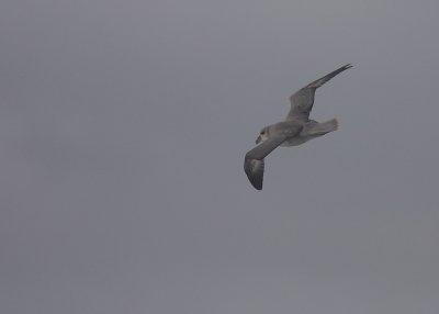 Stormfgel [Northern Fulmar] (IMG_1704)