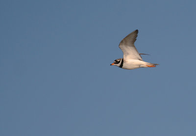 Strre strandpipare [Com. R. Plover] (IMG_6990)