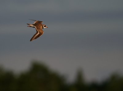 Strre strandpipare [Com. R. Plover] (IMG_7166)