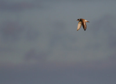 Strre strandpipare [Com. R. Plover] (IMG_7167)