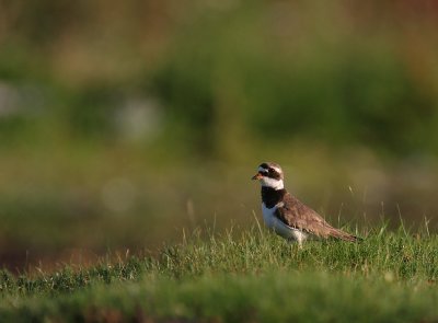 Strre strandpipare [Com. R. Plover] (IMG_7183)