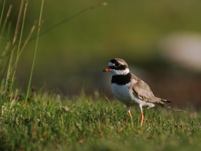 Strre strandpipare [Com. R. Plover] (IMG_7189)