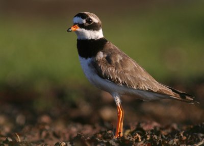 Strre strandpipare [Com. R. Plover] (IMG_7200)