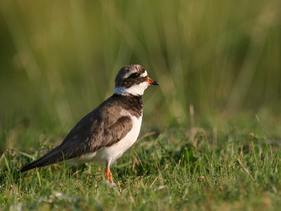 Strre strandpipare [Com. R. Plover] (IMG_7220)