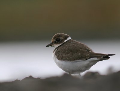 Strre strandpipare [Com. R. Plover] (IMG_9598)